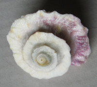 Astralium pileolum , (Reeve, 1842)